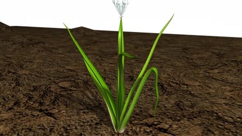 Small green onion sprout growing from brown soil