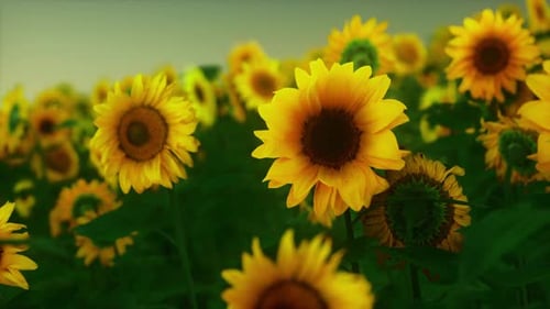Many Bright Yellow Big Sunflowers in Plantation Fields on Evening Sunset