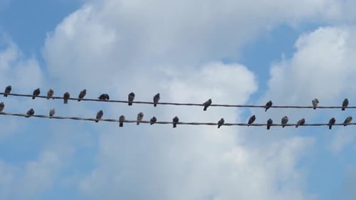 Group of pigeons perched on a high voltage cable with white clouds on the background.