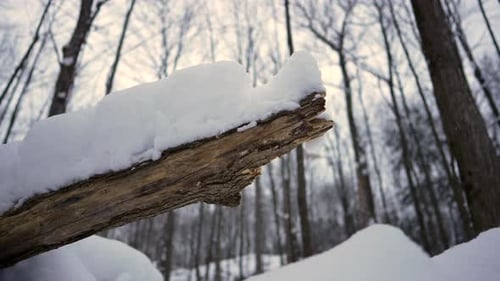Panshot im Winter vor einem Holzspannfutter mit Schnee darauf