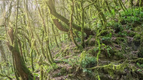 Mystic forest illuminated by back sunlight