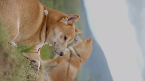 Two Shiba Inu Dogs Resting on the Top of a Mountain