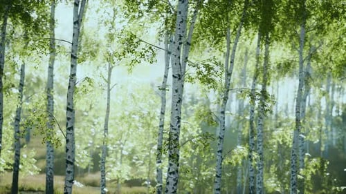 Summery Birch Grove During a Foggy Sunrise