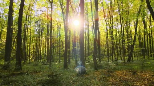 Brillamment illuminée par les rayons du soleil, forêt verdoyante avec arbres luxuriants au lever du soleil d'automne, Amazing Wild