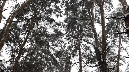 View to Long Snowy Trail at Winter Woodland Snowcovered Branches of Pine at Wild Forest Beautiful