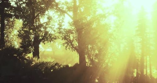 Sunlight Filtering Through Trees Creates a Magical Glow in a Tranquil Forest