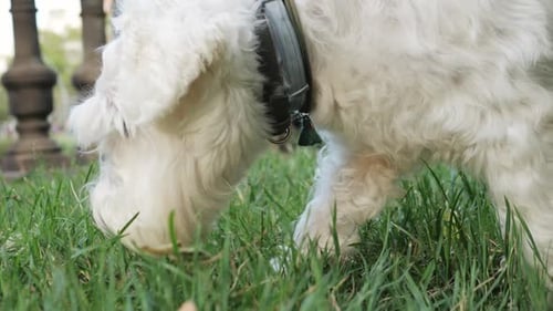 Fluffy White Dog Sniffs Grass in the Park