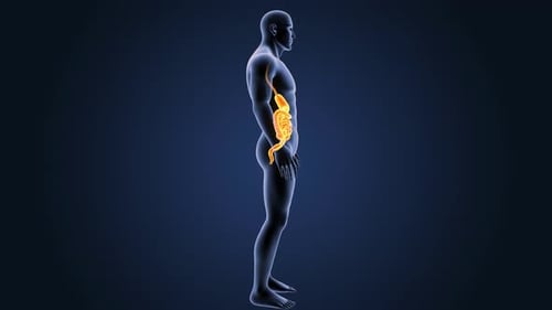 Animated 3D Human Digestive System Anatomy Model