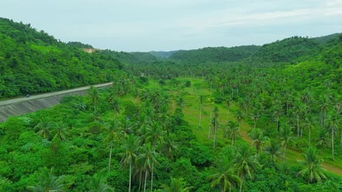 Aerial View of a Massive Plantation of Coconut Palm Trees Filling a Valley with a Winding Rural Road
