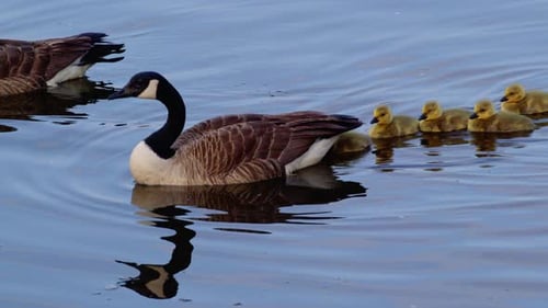 Goose Family Swimming in Water