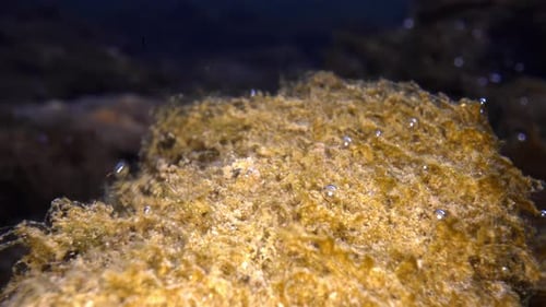 statische Unterwasseraufnahme von Sphagnum-Torfmoos mit daran befestigten Luftblasen. Das Moos und die Blasen beeinflussen uns