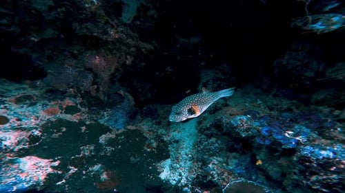 Marine Fishes in Coral Reef Nature Swimming in Blue Sea Water of Tropic Ocean