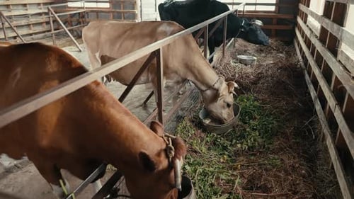Cows Eating Hay Inside Wooden Pen