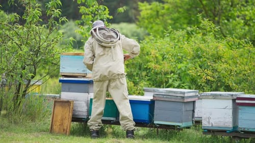 Imker untersucht den Zustand der Bienen und des Honigs in der Wabe.