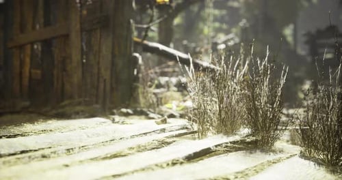 Natural Overgrowth Near Rustic Wooden Fence in Sunlit Forest Setting