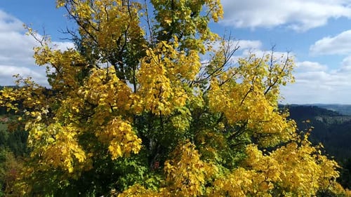 Golden or Yellow Leaves on a Fraxinus Excelsior 'Jaspidea' (Golden Ash) Tree