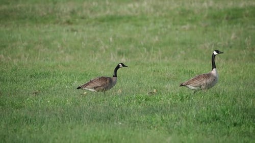 Pair of Canada Geese walking through the grass with baby goslings