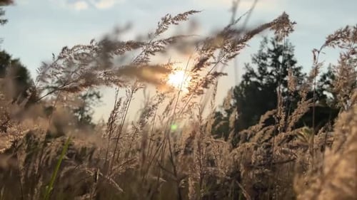 Golden Meadow Grasses Swaying at Sunset
