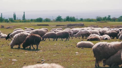 Schafherde weidet und frisst Gras auf der Wiese, Tiere laufen auf dem Feld