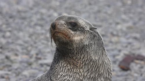 Antarctic Fur Seal Pup, Close Up. Animal on Coast of Saint Georgia Island, Slow Motion