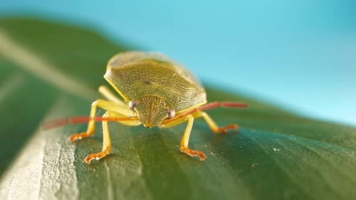 A green bug is on a leaf