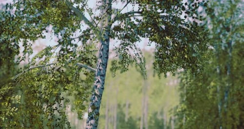 Natural Beauty of Birch Trees in a Lush Green Forest During Daytime