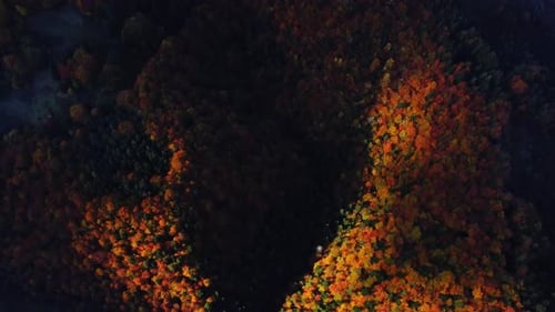 Aerial View of Autumn Trees in the Forest Coloured with Many Colours From a Bird's Eye Perspective