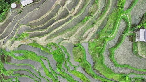 Aerial view of touristic rice terraces in Bali, Indonesia