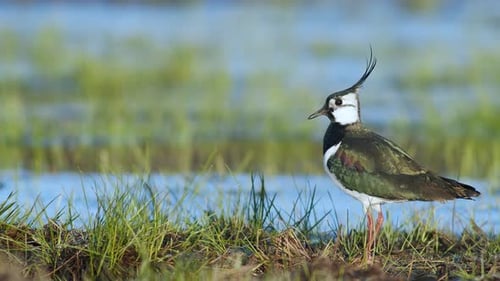 Lapwing resting in wetlands flooded meadows in early sprin