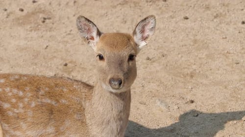 Sika deer doe or Northern spotted deer head close-up (Cervus nippon) looking at camera while lying o