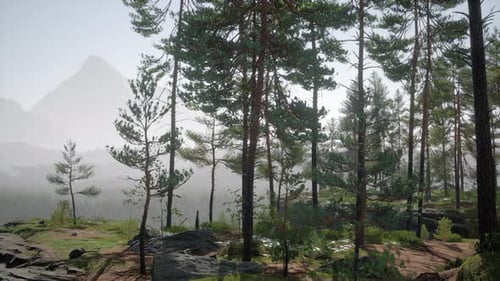 Pine Forest on the Mountainside