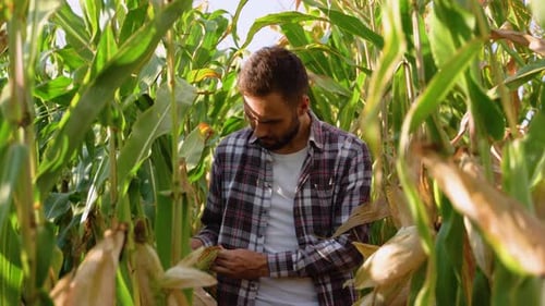 Farmer Agronomist Standing in Green Corn Field and Analyzing Maize Crop