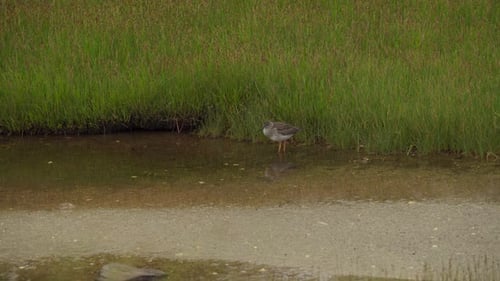 Common Sandpiper Wild Wading Bird In Wetland. Static Shot