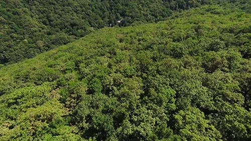 Flight Over the Green Forest