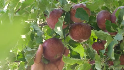 Picking Apples From The Branch