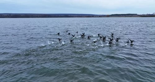 Group of black ducks gathered on the lake. Scared birds rise into air and fly few meters away.