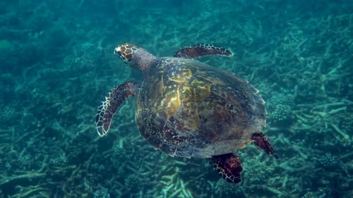 Graceful Sea Turtle Gliding Over Vibrant Coral Reef in Thailand