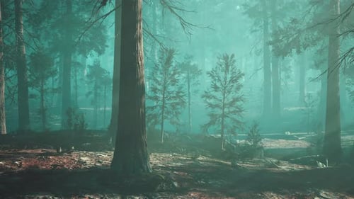 A Forest Filled with Lots of Tall Trees