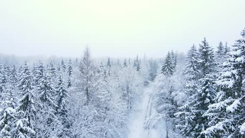 Aerial View Of A Snow Covered Conifer Forest - aerial drone shot