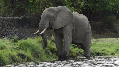 Beeindruckender Elefantenbulle, der sich am Ufer eines Flusses von Gras ernährt, während er mit seinen Beinen im