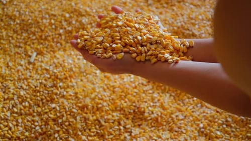 Woman Farmer's Hands Pick Corn Grains Slow Motion