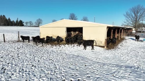 Aerial view of a cattle farm in winter, showing black cows against the snow-covered ground, under a