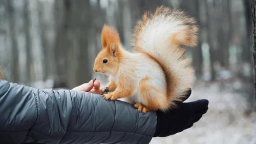Fluffy wild squirrel from a city park in winter sits on his hand and eats pine nuts