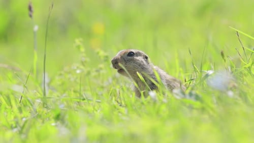 O esquilo terrestre caucasiano da montanha ou esquilo terrestre Elbrus (Spermophilus musicus) é um roedor de