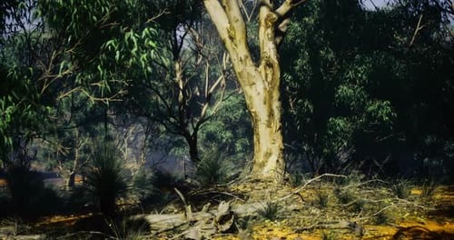 Exploração de uma floresta serena cheia de vegetação vibrante e tranquilidade
