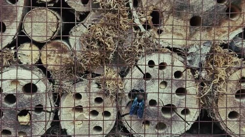 Bee In Its Nest In A Wooden Hole 2