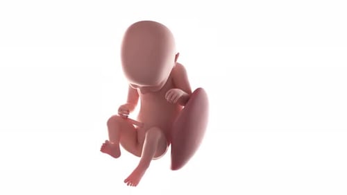 Human fetus developing inside the womb in a medical animation sequence