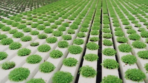 Hydroponic Lettuce Cultivation Controlled Environment Agriculture Producing Highquality Leafy Greens