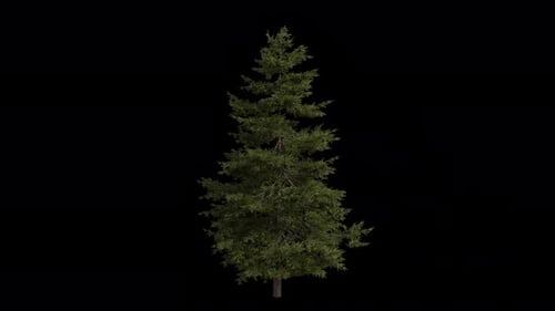 Douglas fir Tree blowing in the wind. Wind blows Columbian pine Tree. Alpha Channel. Loop Animation