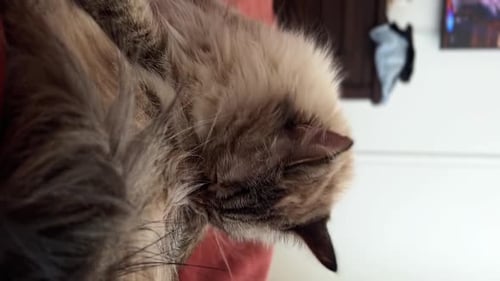 Vertical close up shot of a happy beautiful grey long hair adult female ragdoll cat grooming itself